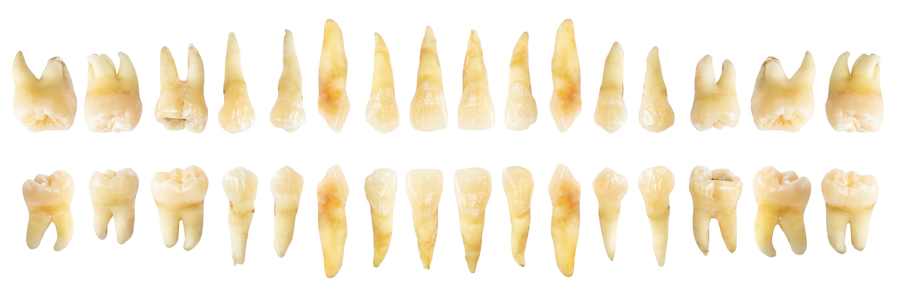 Human canine teeth